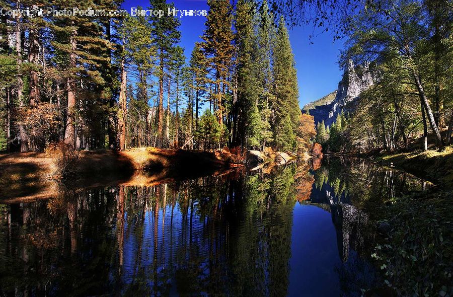 Forest, Grove, Land, Marsh, Outdoors, Swamp, Water