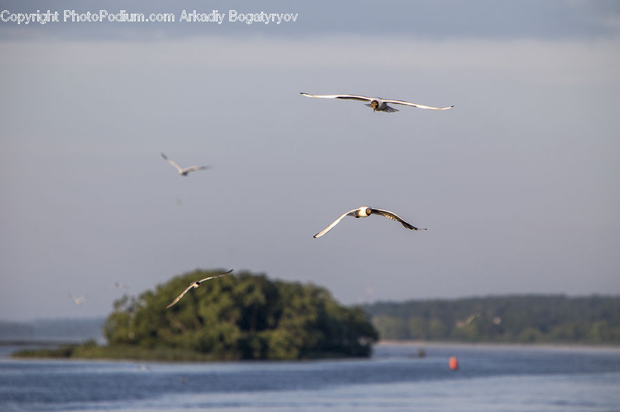 Bird, Seagull, Coast, Outdoors, Sea, Water, Crane Bird