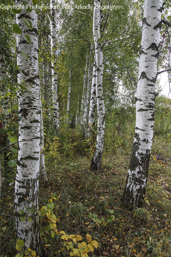 Birch, Tree, Wood, Plant