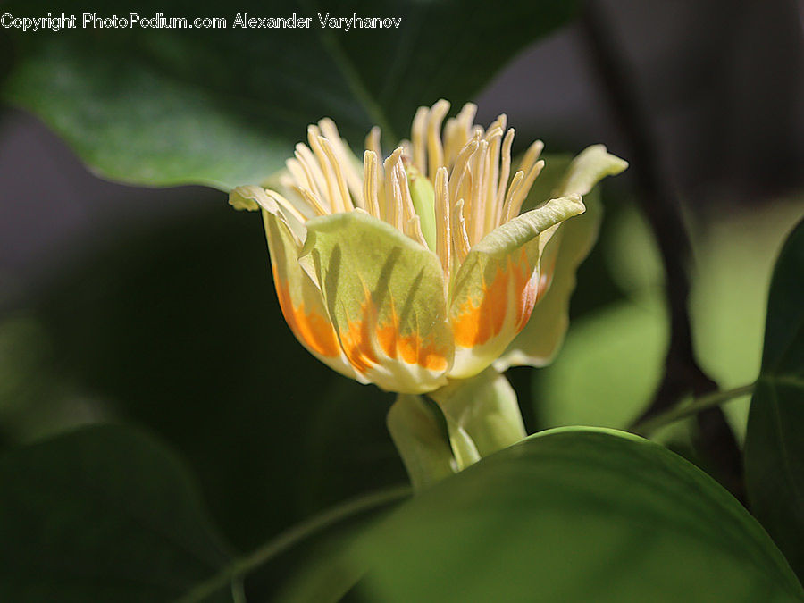 Flora, Flower, Lily, Plant, Bud, Blossom, Crocus