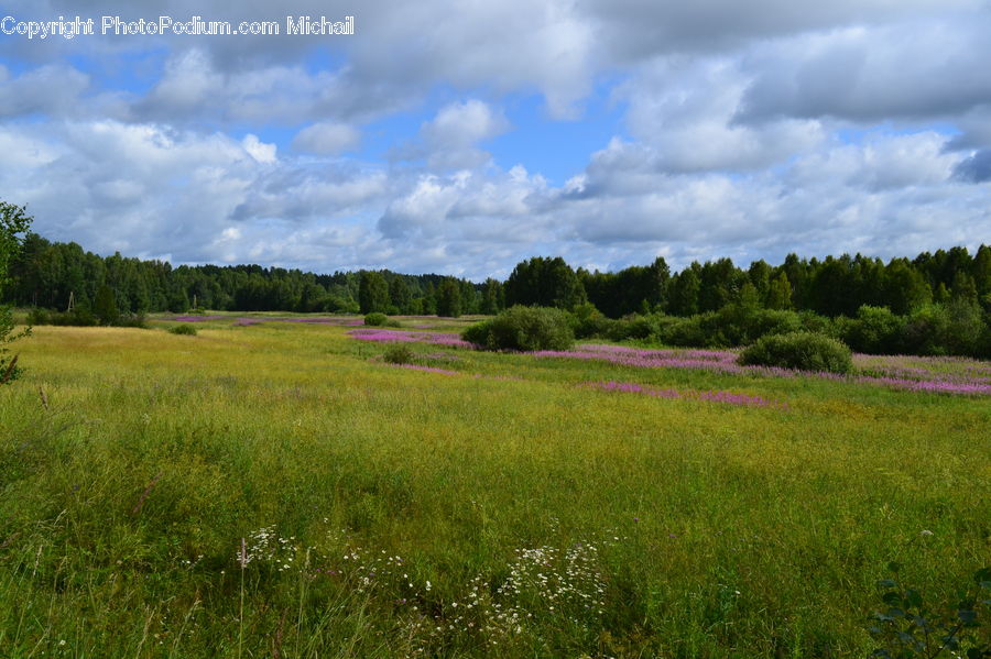 Field, Grass, Grassland, Land, Outdoors, Meadow, Pasture