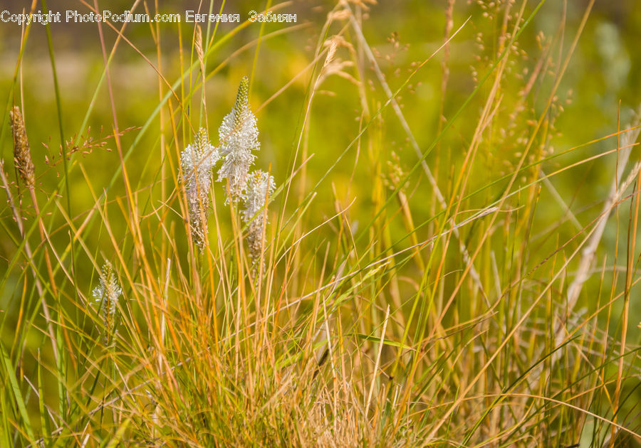 Field, Grass, Grassland, Plant, Blossom, Flora, Flower