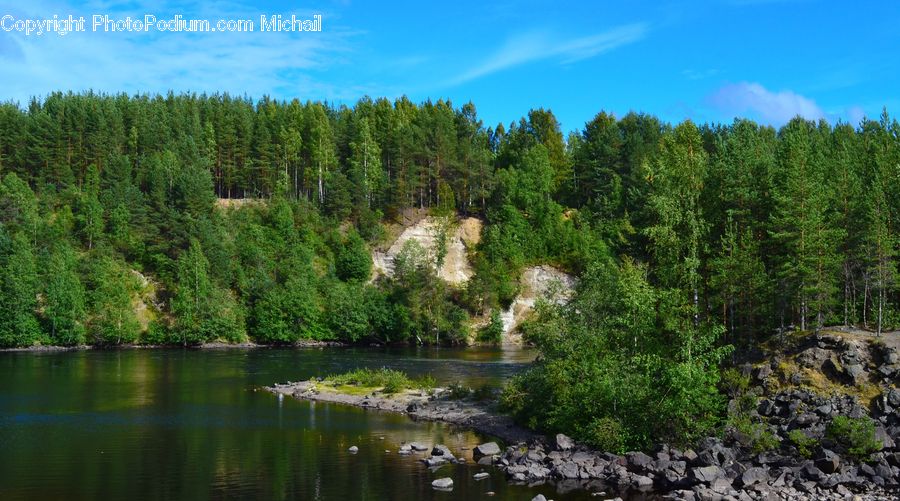 Conifer, Fir, Plant, Tree, Creek, Outdoors, Stream