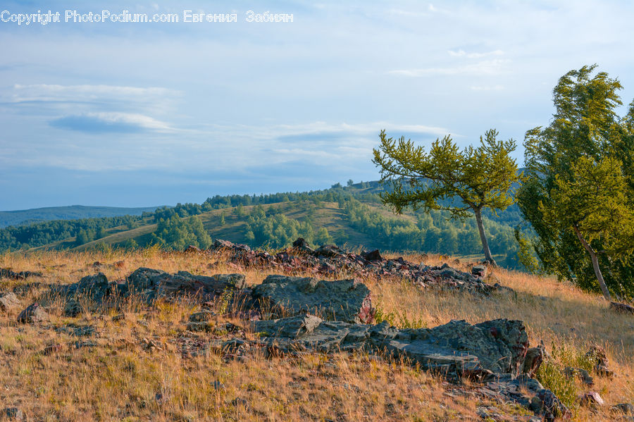 Field, Grass, Grassland, Land, Outdoors, Plant, Tree