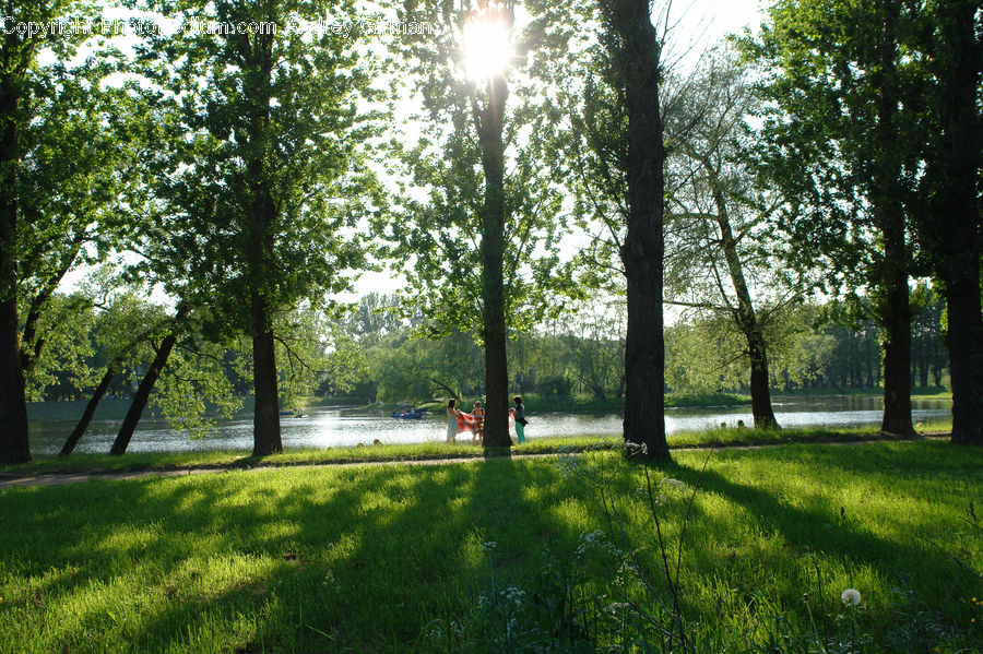 Yard, Field, Grass, Lawn, Grassland, Plant, Conifer