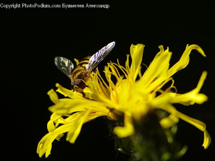 Bee, Insect, Invertebrate, Asteraceae, Blossom, Flora, Flower