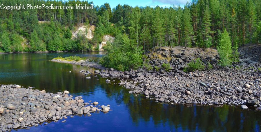 Outdoors, Pond, Water, Conifer, Fir, Plant, Tree