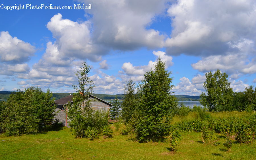 Field, Grass, Grassland, Land, Outdoors, Plant, Tree