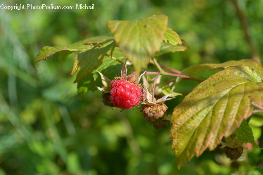 Fruit, Raspberry, Plant, Blossom, Flora, Flower, Conifer