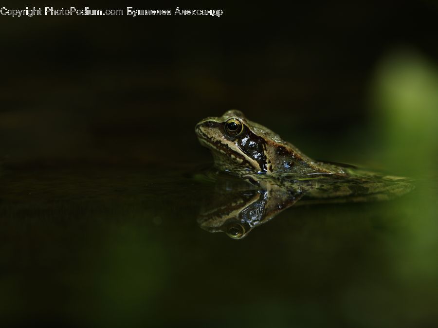 Amphibian, Frog, Wildlife