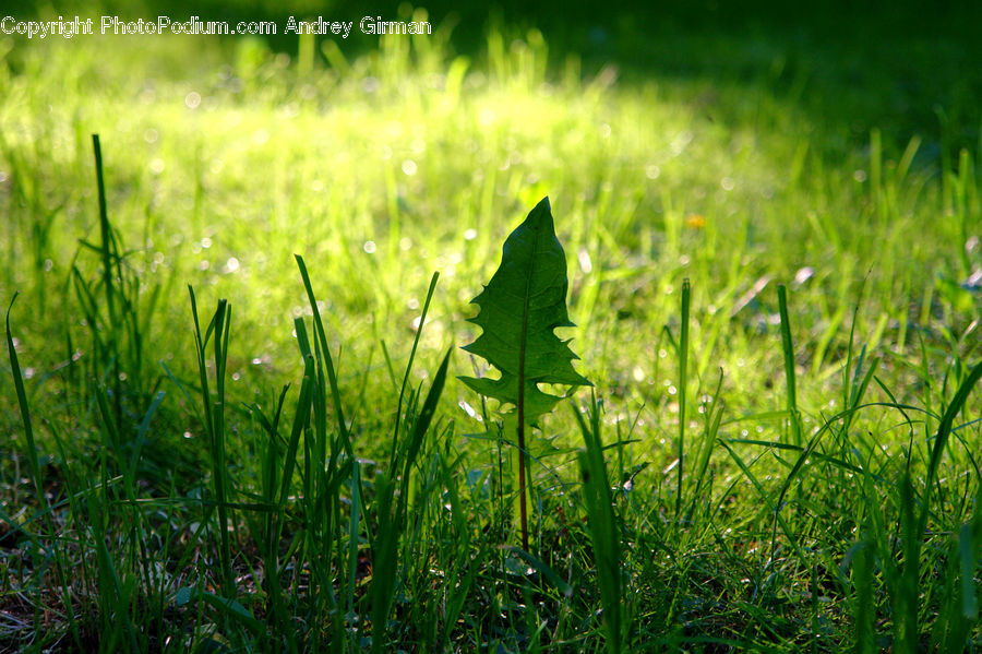 Field, Grass, Grassland, Plant, Lawn, Blossom, Flora