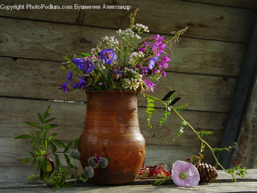 Plant, Potted Plant, Pot, Pottery, Blossom, Flora, Flower