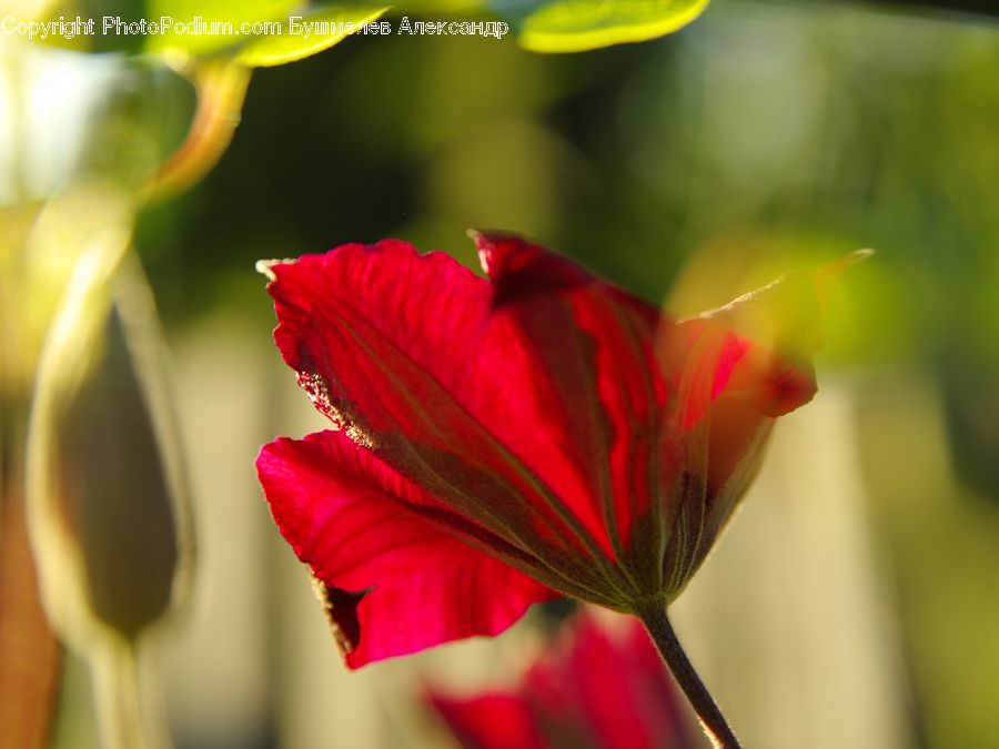 Flora, Flower, Gladiolus, Plant, Blossom, Geranium, Fiber