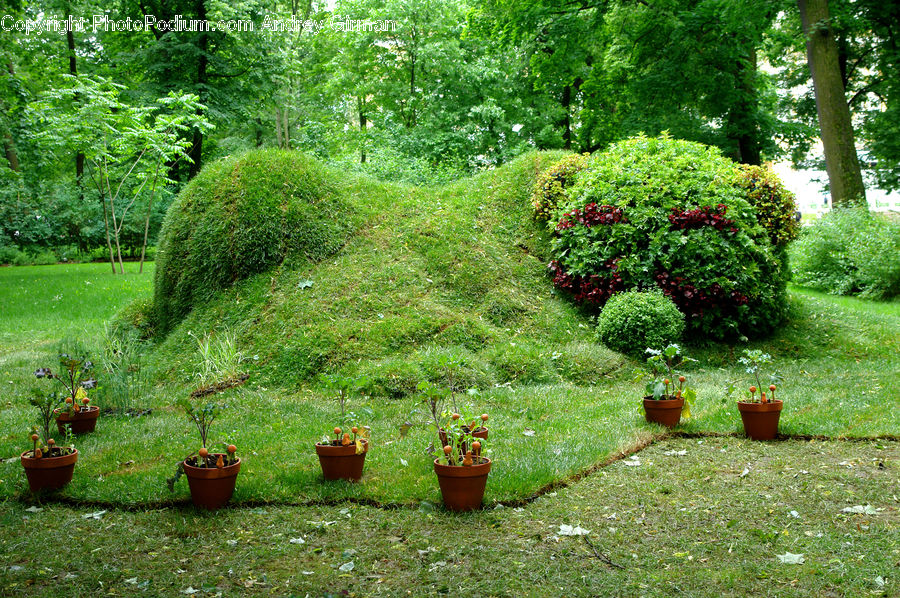Garden, Conifer, Fir, Plant, Tree, Park, Potted Plant