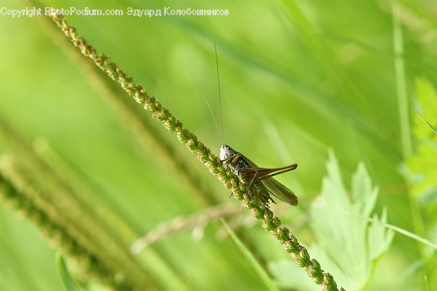 Cricket Insect, Grasshopper, Insect, Invertebrate, Anisoptera, Dragonfly, Field