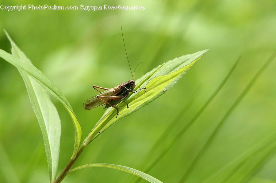 Cricket Insect, Grasshopper, Insect, Invertebrate, Field, Grass, Grassland