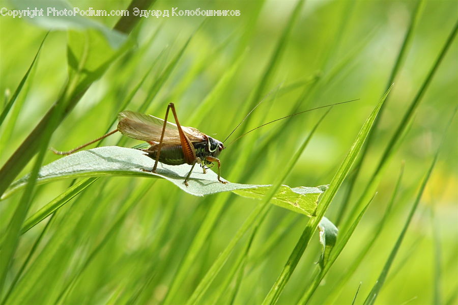 Cricket Insect, Grasshopper, Insect, Invertebrate, Field, Grass, Grassland
