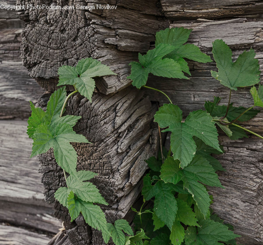 Ivy, Plant, Vine, Fern, Herbs, Mint, Oak