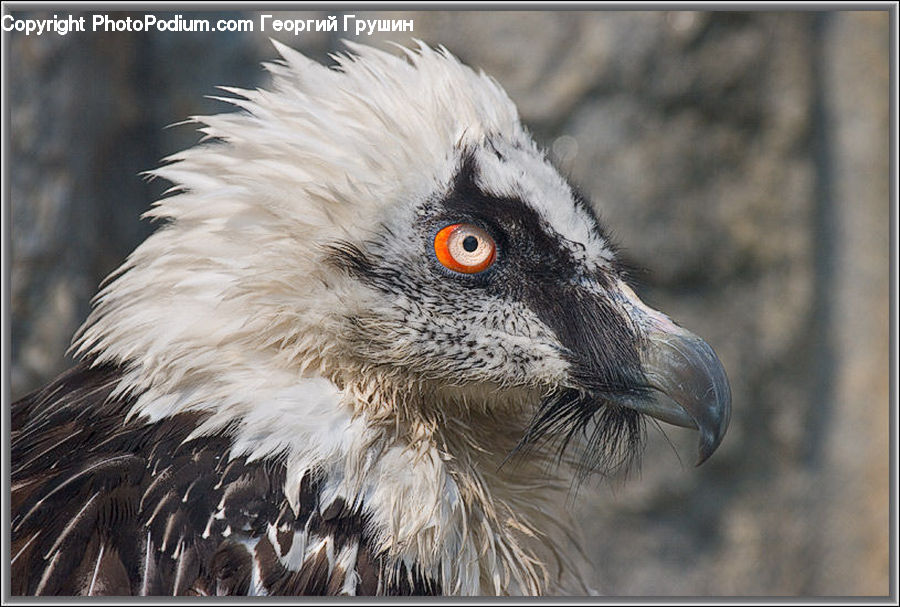 Beak, Bird, Crane Bird, Heron, Head, Portrait