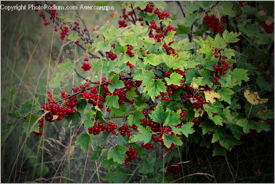 Blossom, Flora, Flower, Geranium, Plant, Vine, Bush