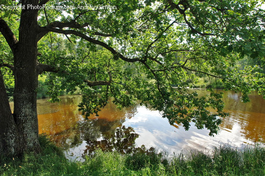 Outdoors, Pond, Water, Blossom, Flora, Flower, Plant