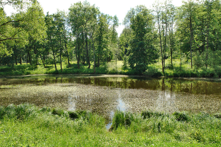 Outdoors, Pond, Water, Field, Grass, Grassland, Plant