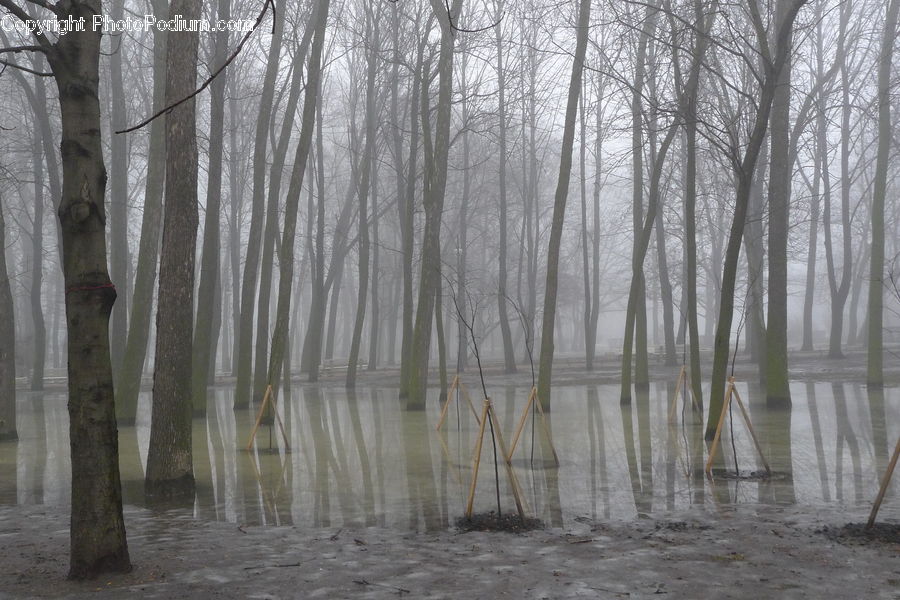 Tripod, Flood, Forest, Vegetation, Water, Grove, Land