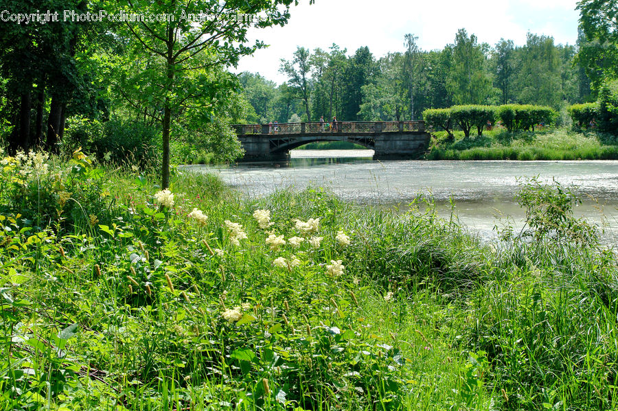 Outdoors, Pond, Water, Field, Grass, Grassland, Plant