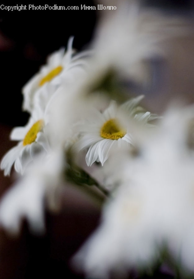 Daisies, Daisy, Flower, Plant, Blossom, Flora, Daffodil