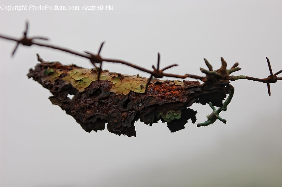 Barbed Wire, Wire, Hole, Rock, Conifer, Fir, Plant