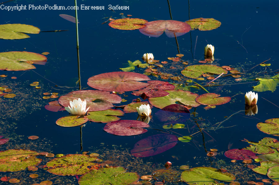 Flower, Lily, Plant, Pond Lily, Aquatic, Water, Outdoors