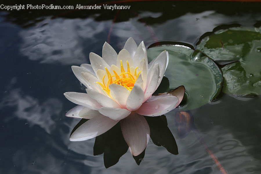 Flower, Lily, Plant, Pond Lily