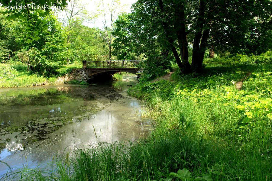 Canal, Outdoors, River, Water, Bridge, Pond, Forest