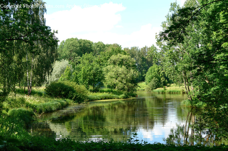 Oak, Tree, Wood, Outdoors, Pond, Water, Canal