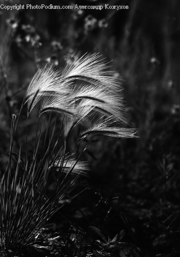 Blossom, Flora, Flower, Plant, Grass, Reed, Arecaceae