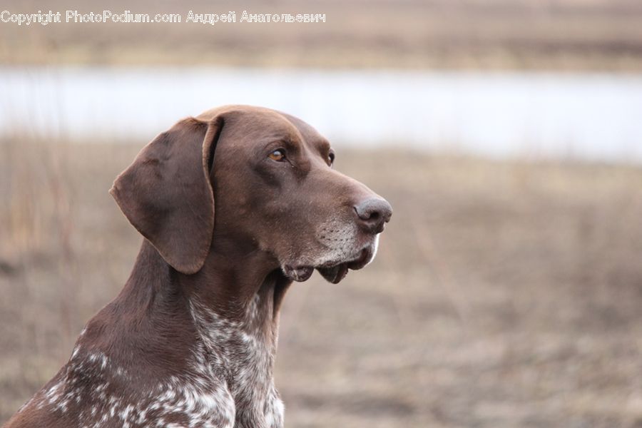 Animal, Canine, Dog, Labrador Retriever, Mammal, Pet, Golden Retriever