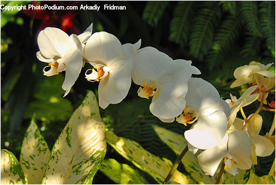 Blossom, Flora, Flower, Orchid, Plant, Gladiolus, Iris
