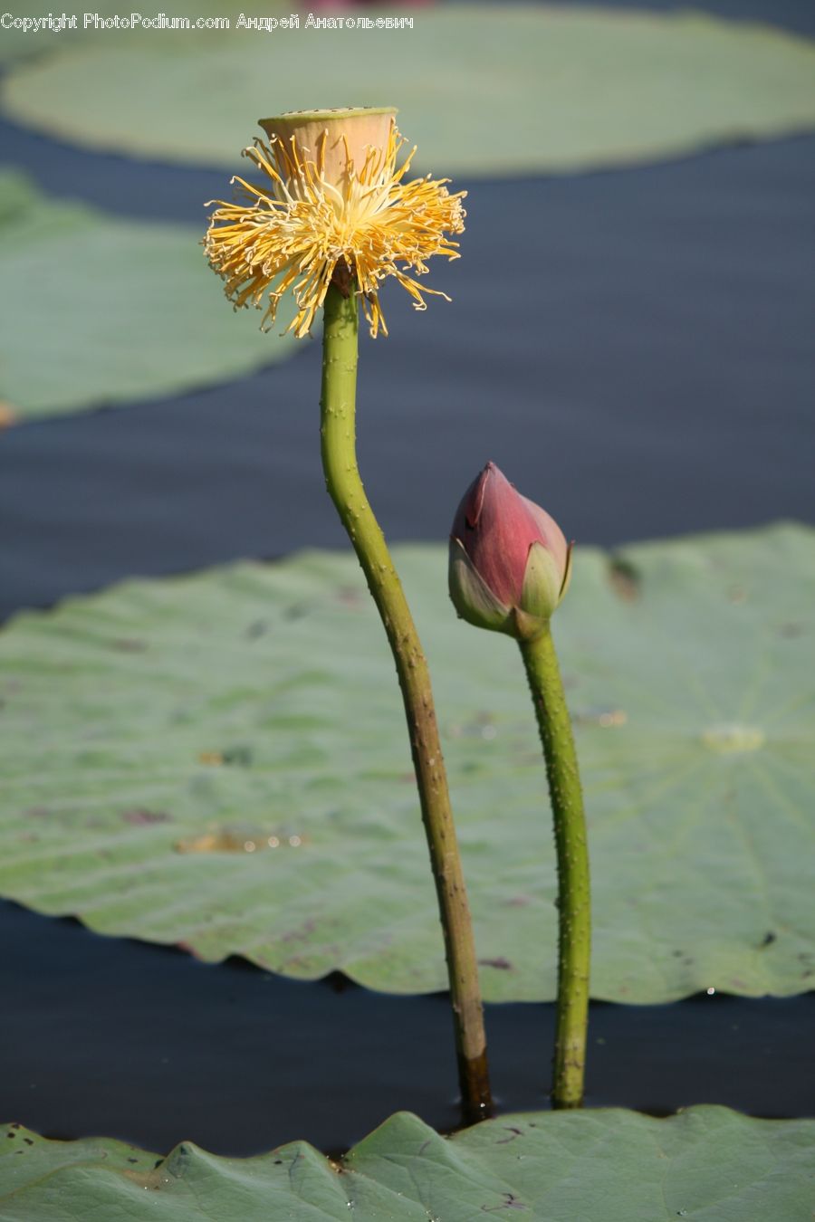 Flower, Lily, Plant, Pond Lily, Cactus, Asteraceae, Blossom