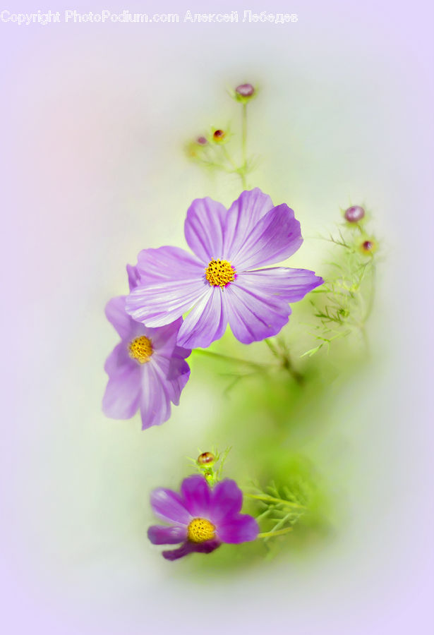 Cosmos, Blossom, Flora, Flower, Plant, Anther, Petal