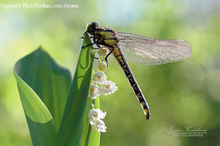 Anisoptera, Dragonfly, Insect, Invertebrate, People, Person, Human