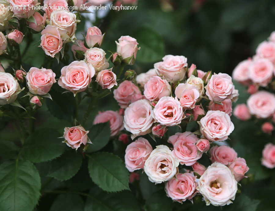 Blossom, Flower, Plant, Rose, Flower Arrangement, Flower Bouquet, Flora