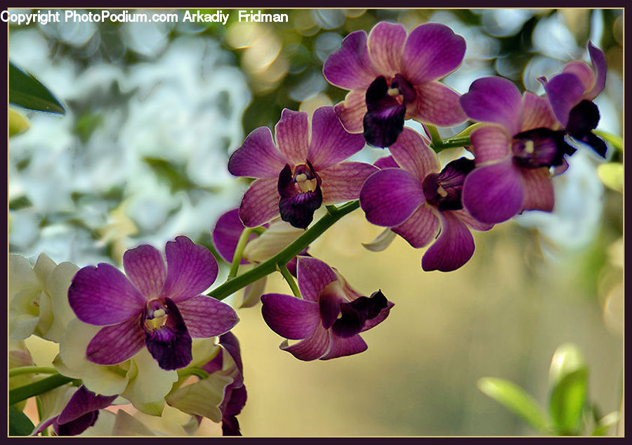 Blossom, Flora, Flower, Orchid, Plant, Lilac, Geranium