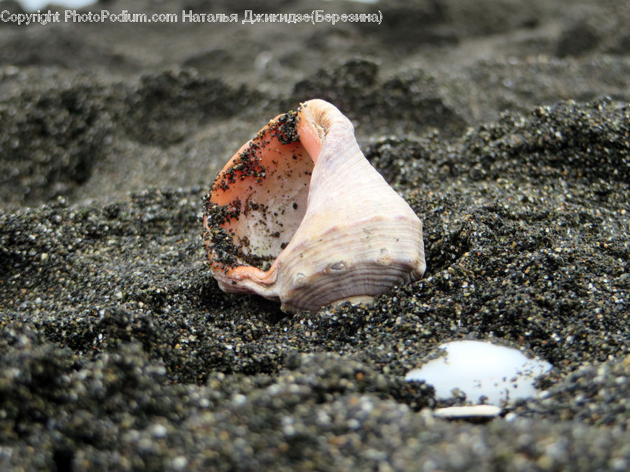 Conch, Invertebrate, Sea Life, Seashell, Dirt Road, Gravel