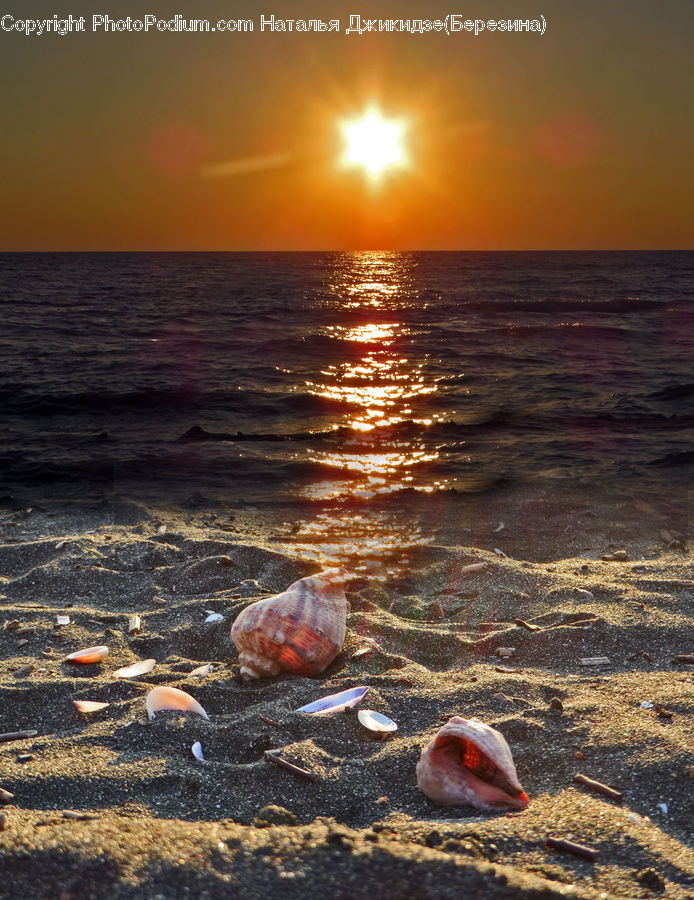 Clam, Sea Life, Seashell, Conch, Invertebrate, Dirt Road, Gravel