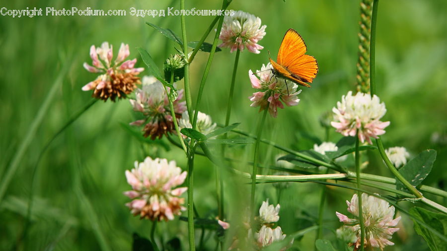 Butterfly, Insect, Invertebrate, Blossom, Flora, Flower, Plant