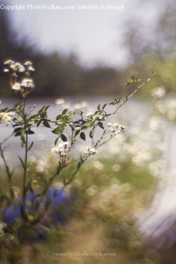 Cotton, Fiber, Plant, Weed, Blossom, Cherry Blossom, Flower