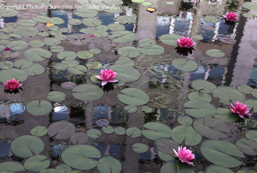 Flower, Lily, Plant, Pond Lily, Outdoors, Pond, Water