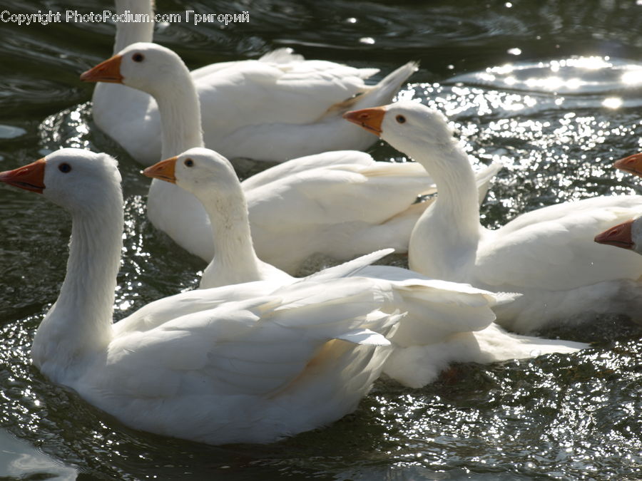 Bird, Duck, Teal, Waterfowl, Goose, Beak, Swan