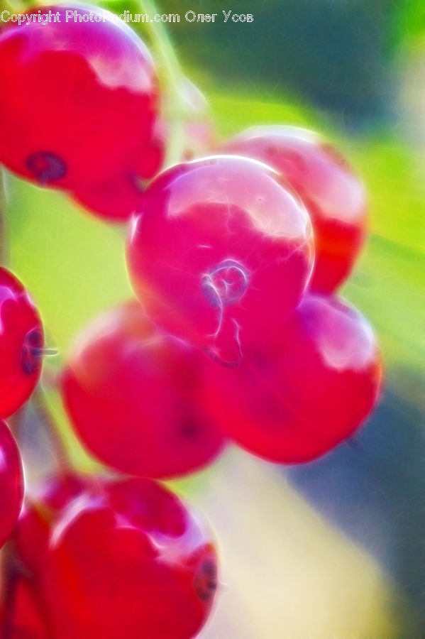 Fruit, Grapes, Blossom, Flora, Flower, Plant, Geranium