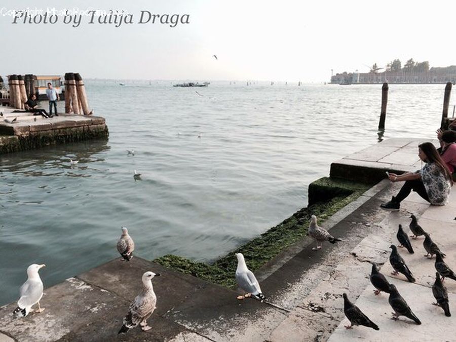 Dock, Landing, Pier, Bird, Pigeon, Seagull, Submarine